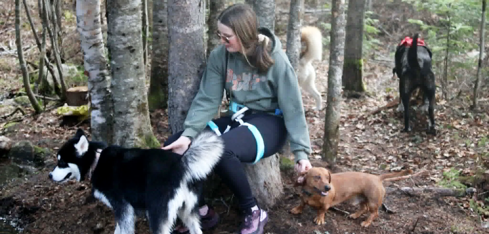 chiens en été