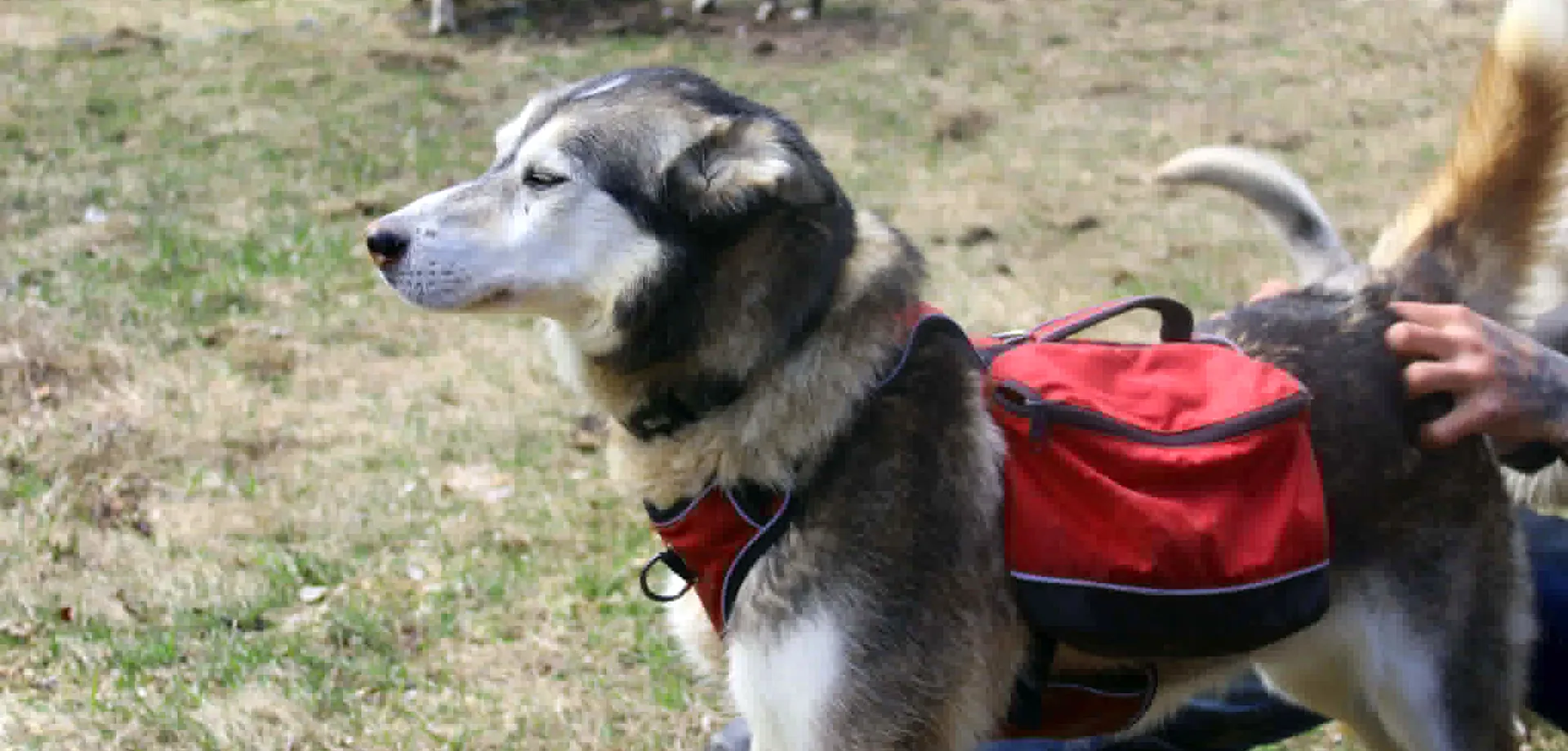 Cani-ete