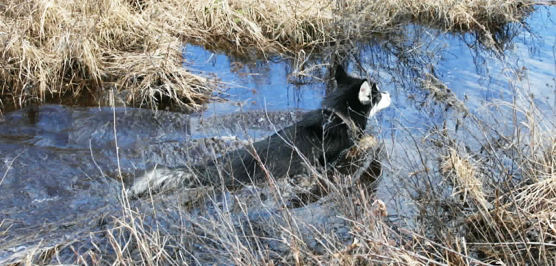 Chiens eau