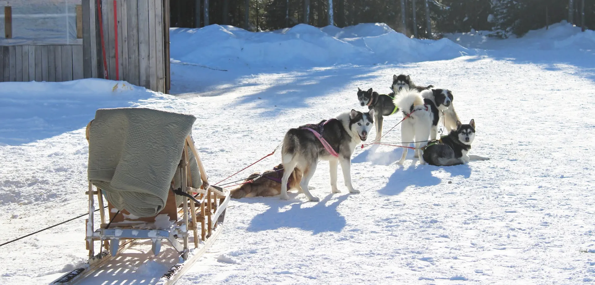 chiens hiver